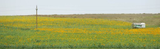 (Aleksandr Pushkin, A Ovidio) |
Campos de girasoles en la Dobruja (Rumanía), 2011